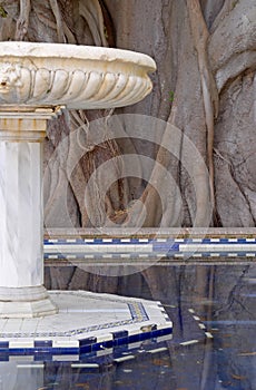 Marble fountain and old centennial ficus