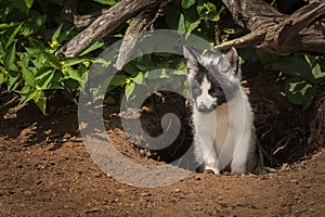 Marble Fox Vulpes vulpes Sticks Head Out of Den