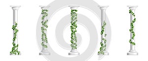 Marble greek columns with green ivy creeper isolated on white background. Stone pillars with climbing hedera vine