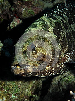 Marble Grouper Epinephelus microdon.