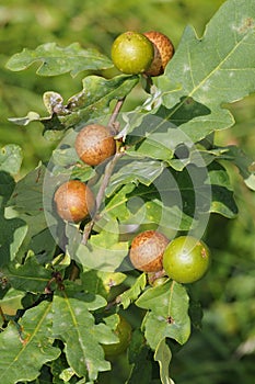 Marble Oak Galls