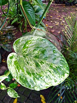 Marble pathos is a beauty in nature.