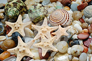 Marble pebbles and seastars