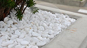 marble pebles white concrete yew mulch garden flower pot