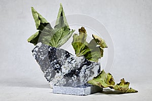 marble podium or stone beauty with autumn leaves for your Cosmetic product