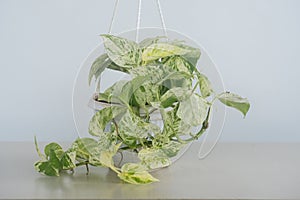 Marble Queen Pothos plant