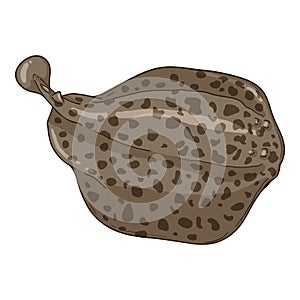 Marble Ray. Torpedo Marmorata Vector Cartoon Illustration