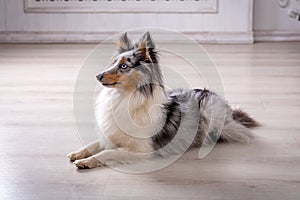 Marble Sheltie Collie dog lying down at home on the floor