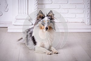 Marble Sheltie Collie dog lying down at home on the floor