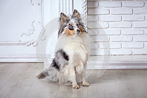 Marble Sheltie Collie dog sitting at home on the floor