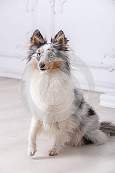 Marble Sheltie Collie dog sitting at home on the floor