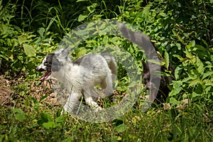 Marble and Silver Fox Vulpes vulpes Chase