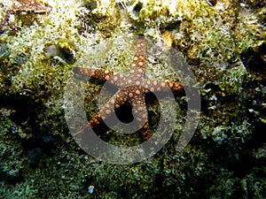 Marble Star Fish on Coral Reef