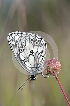 Marble White Butterfly