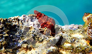 Marble Wrasse - Halichoeres hortulanus