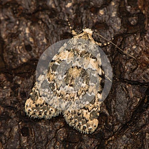 Marbled beauty & x28;Bryophila domestica& x29; at rest on bark