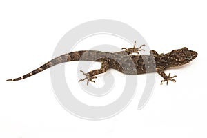 The marbled bow-fingered gecko or Javan bent-toed gecko lizard cyrtodactylus marmoratus isolated on white background