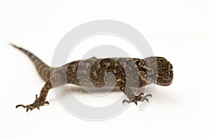 The marbled bow-fingered gecko or Javan bent-toed gecko lizard cyrtodactylus marmoratus isolated on white background