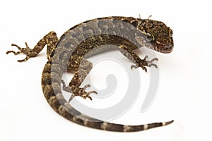 The marbled bow-fingered gecko or Javan bent-toed gecko lizard cyrtodactylus marmoratus isolated on white background