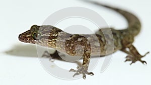 marbled bow-fingered gecko or Javan bent-toed gecko lizard cyrtodactylus marmoratus isolated on white background