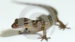 marbled bow-fingered gecko or Javan bent-toed gecko lizard cyrtodactylus marmoratus isolated on white background