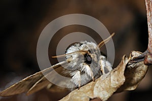Marbled Brown Moth