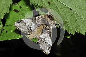 Marbled Brown Moth