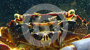 Marbled crab Pachygrapsus marmoratus, crab quickly moves its jaws, filtering water, Black Sea