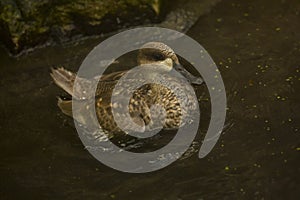 Marbled duck, marbled teal Marmaronetta angustirostris.