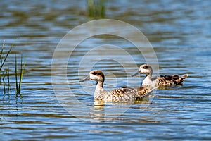 Marbled duck, Marbled teal, Marmaronetta angustirostris