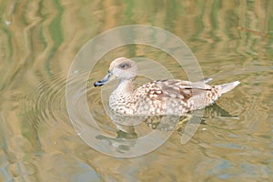 Marbled duck - Marmaronetta angustirostris