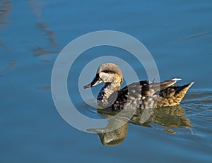 Marbled Duck