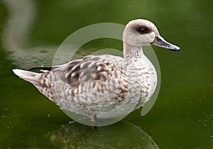 Marbled Duck in Water