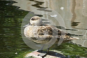 Marbled duck in zoo, closeup
