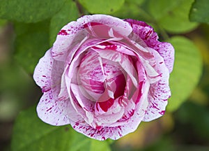 Marbled effect Rose