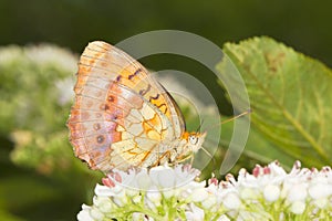 Marbled Fritillary Butterfly (Brenthis daphne) on photo