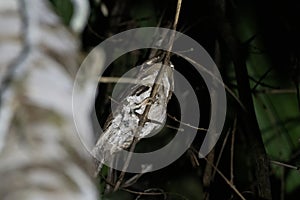 Marbled Frogmouth or Podargus ocellatus seen in Nimbokrang ,West Papua,Indonesia