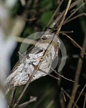 Marbled Frogmouth or Podargus ocellatus seen in Nimbokrang ,West Papua,Indonesia