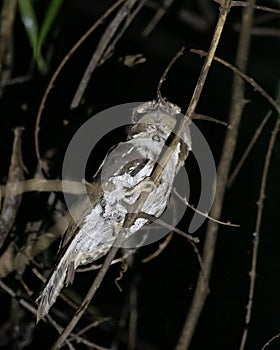 Marbled Frogmouth or Podargus ocellatus seen in Nimbokrang ,West Papua,Indonesia