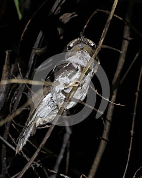 Marbled Frogmouth or Podargus ocellatus seen in Nimbokrang ,West Papua,Indonesia