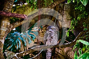 Marbled frogmouth sat on a branch, surrounded by colorful and vivid leaves
