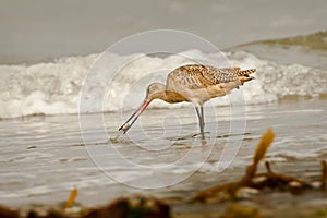 Marbled Godwit on Beach