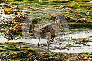 Marbled Godwit on California Eelgrass, Laguna Beach, California