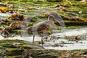 Marbled Godwit on California Eelgrass, Laguna Beach, California