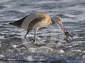A marbled godwit catches a lugworm