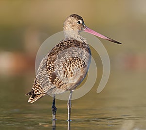 Marbled godwit feeding at seaside beach