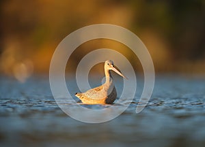 Marbled godwit feeding at seaside beach