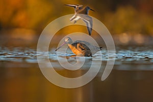 Marbled godwit feeding at seaside beach photo