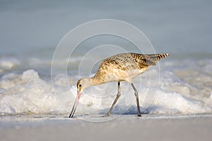 Marbled Godwit feeding in the surf photo