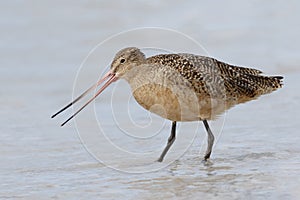 Marbled Godwit foraging in the Gulf of Mexico - Florida